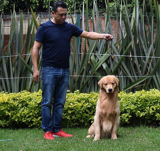 criadero de golden retriever