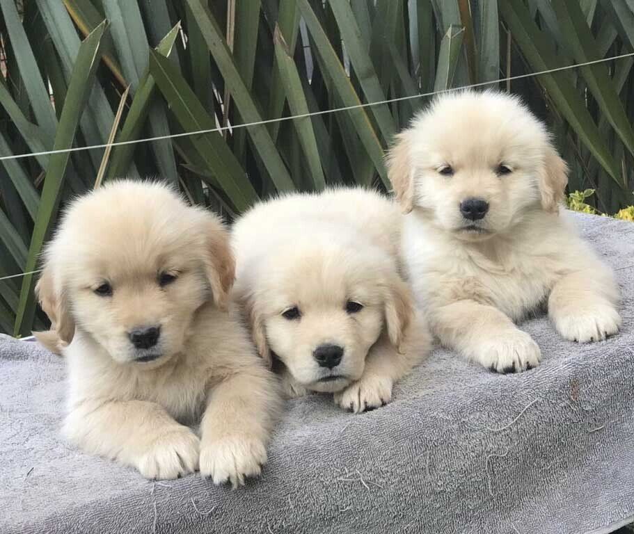 criadero de golden retriever