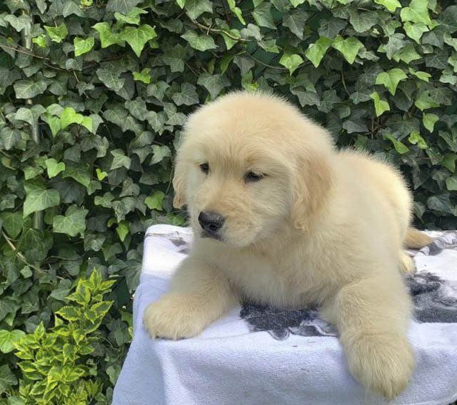 criadero de golden retriever