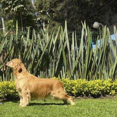 criadero de golden retriever