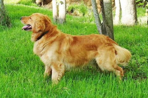 criadero perros golden retriever