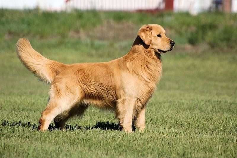 golden retriever en venta