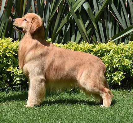 golden retriever en Houston
