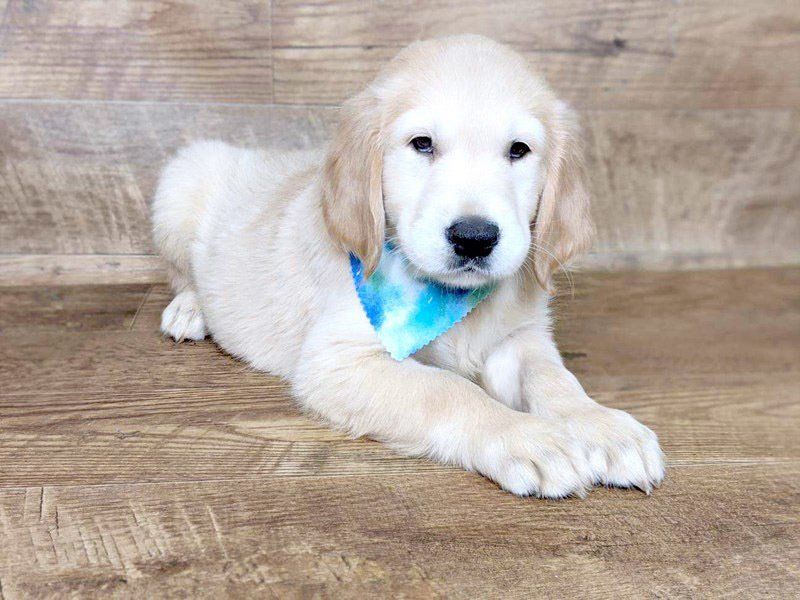golden retriever en Saltillo