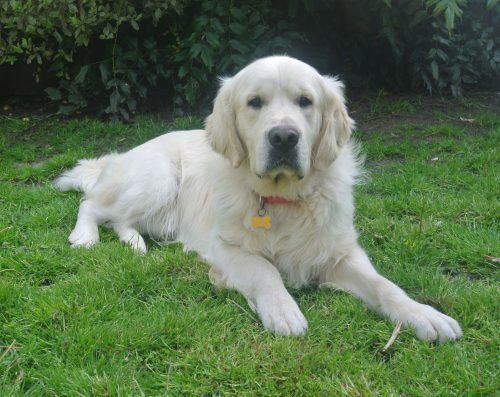 golden retriever en Tijuana
