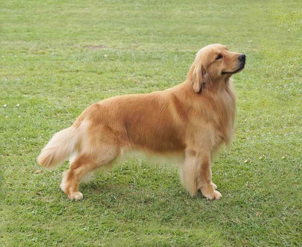 golden retriever en venta