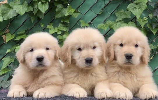 golden retrievers en venta
