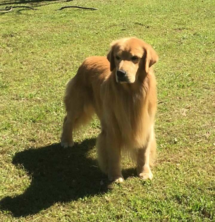 venta de perros golden retriever