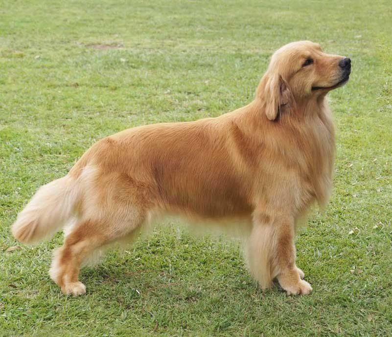 venta de perros golden retriever