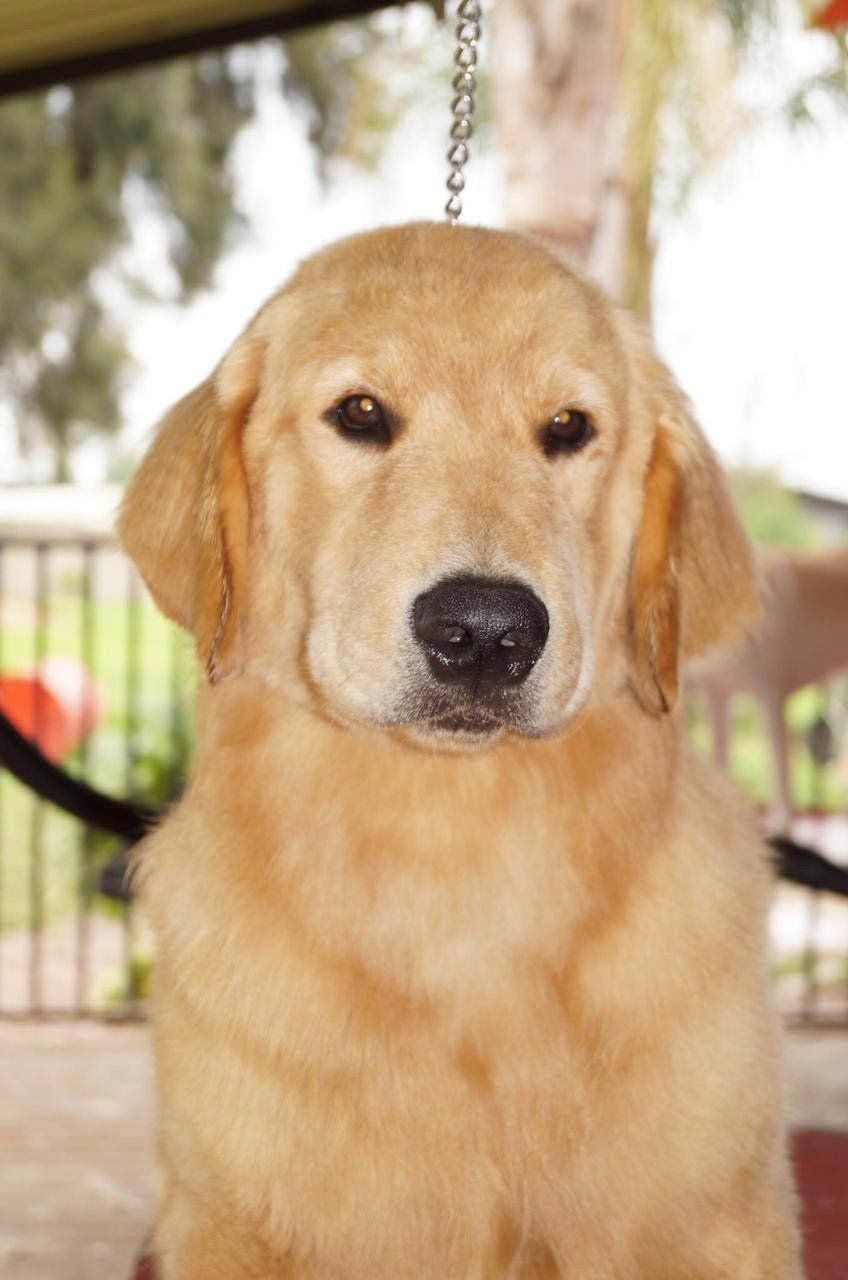 venta de perros golden retriever