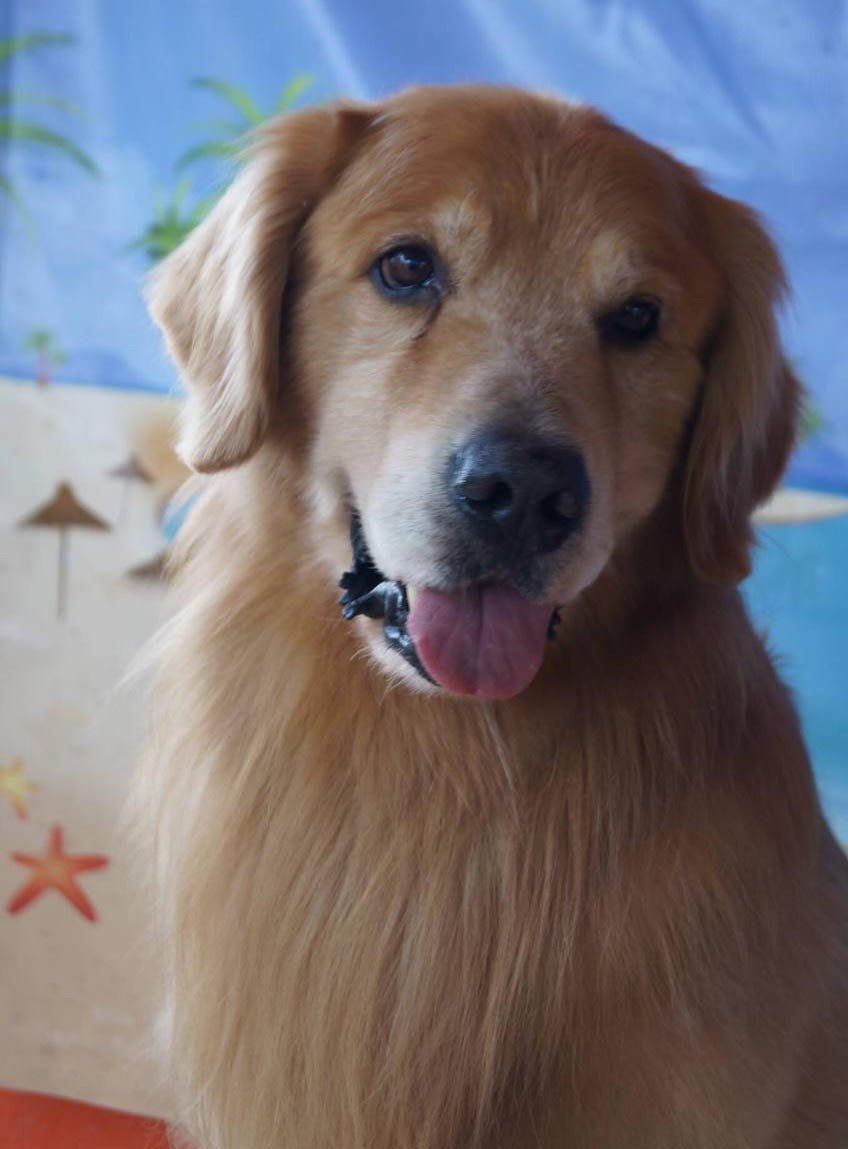 venta de perros golden retriever