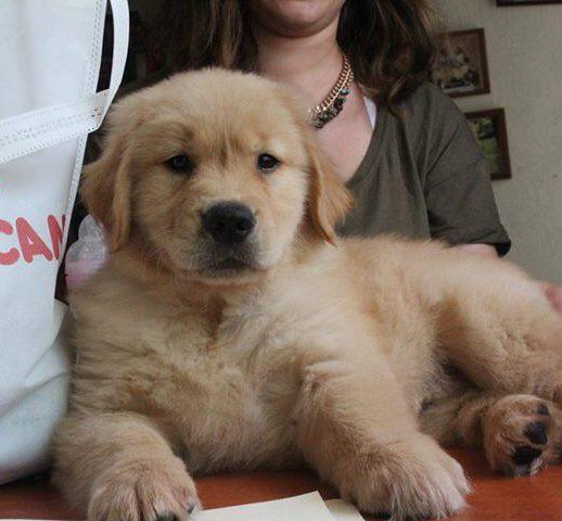 venta de perros golden retriever