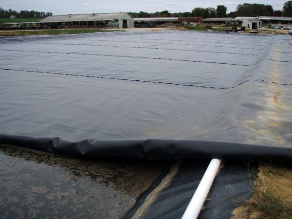 A large black liner covers a waste lagoon, with a white pipe exiting from it. Agricultural buildings are in the background.