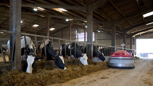 Cows eating hay in a barn, with a robotic feed pusher beside them.