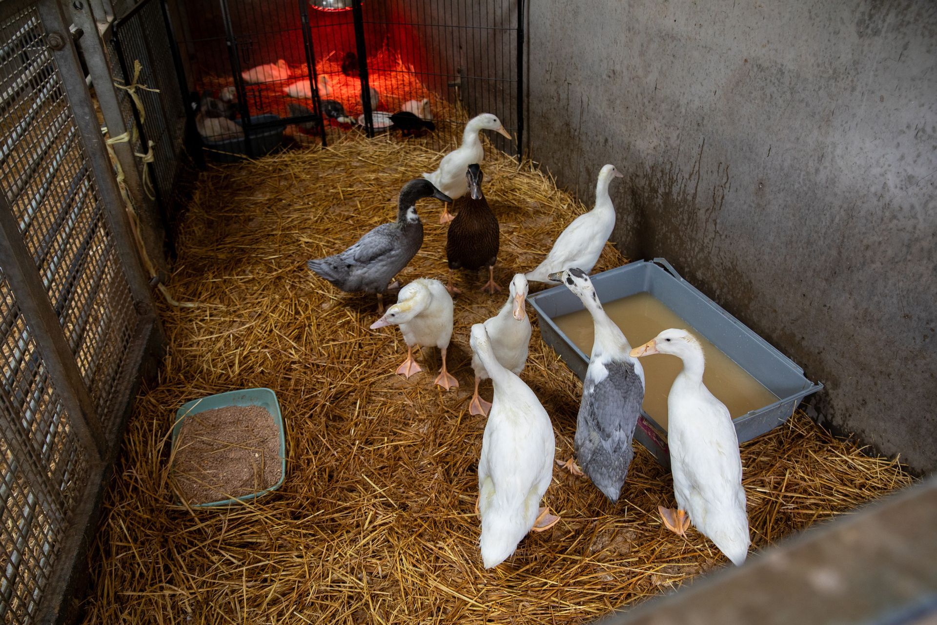 Ducks of various colors in a straw-covered pen with a food dish and water trough.