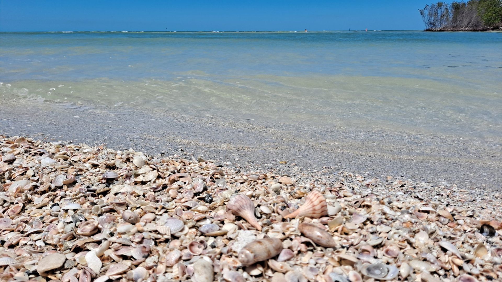 Shell-covered beach meets calm, blue ocean under a clear sky.