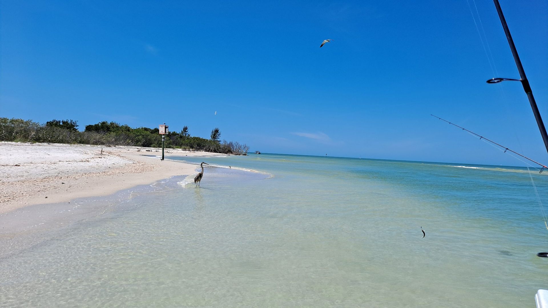 Blue heron stands on a sandy beach near the clear ocean. A blue sky is overhead.