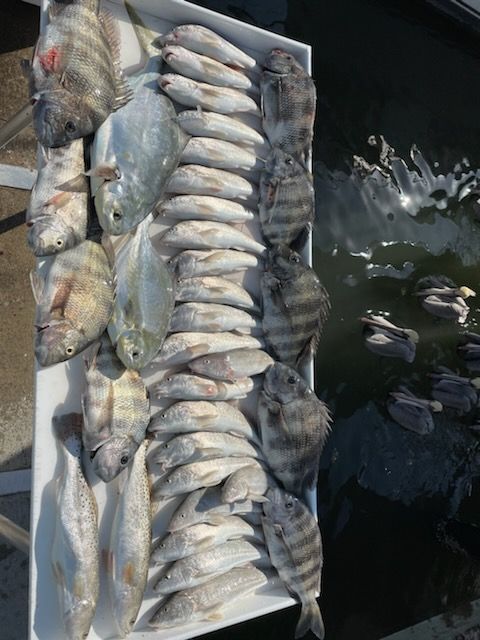 A tray of various fish, including silver, striped, and dark, possibly caught on a dock. Water visible in the background.