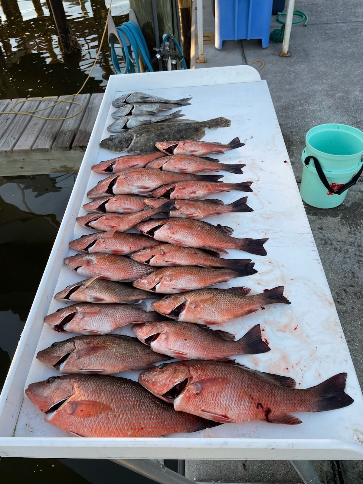 Freshly caught red snapper and other fish arranged on a white table on a dock, alongside a bucket.
