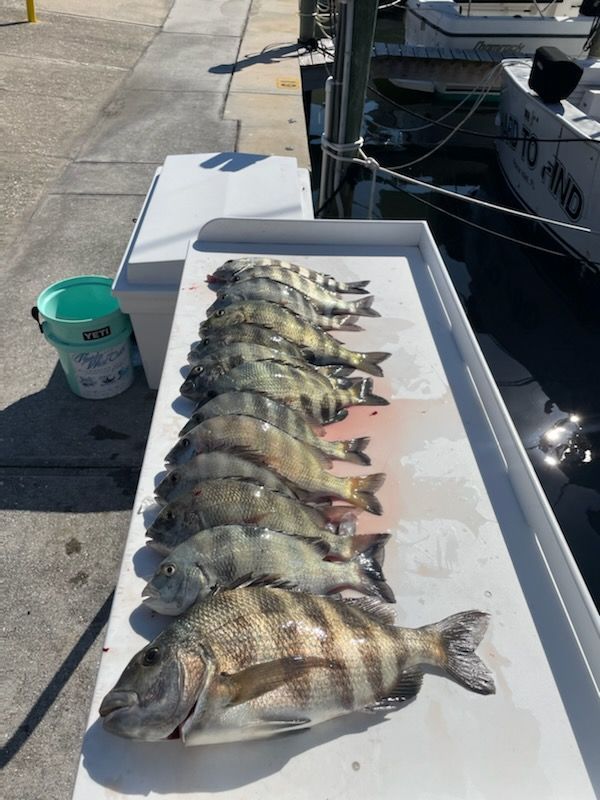 A dozen striped fish laid out on a white surface, near a dock. A green bucket and a boat are nearby.