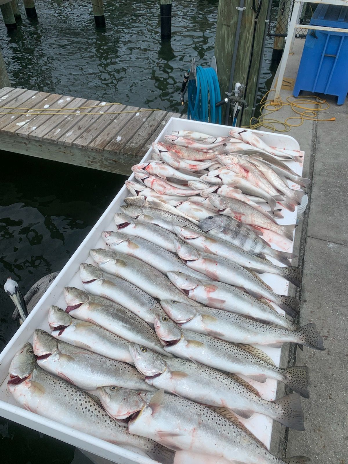 Tray of freshly caught speckled trout and other fish on a dock.