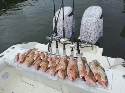 Boat deck with a row of red snapper fish, fishing rods, and outboard motor.