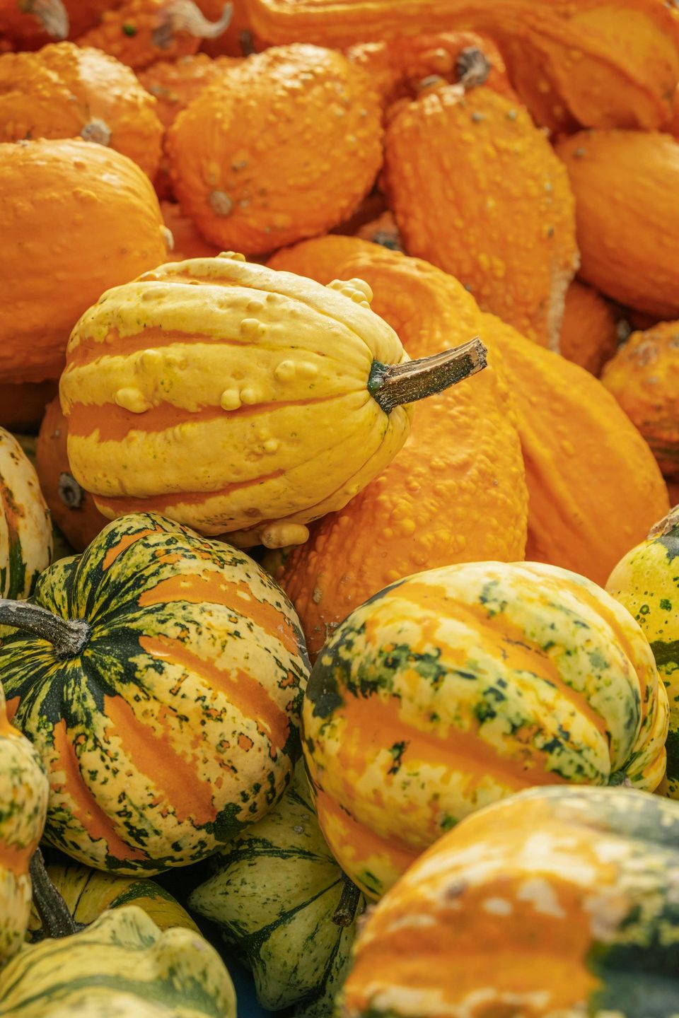 A bunch of different types of pumpkins are sitting on top of each other on a table.