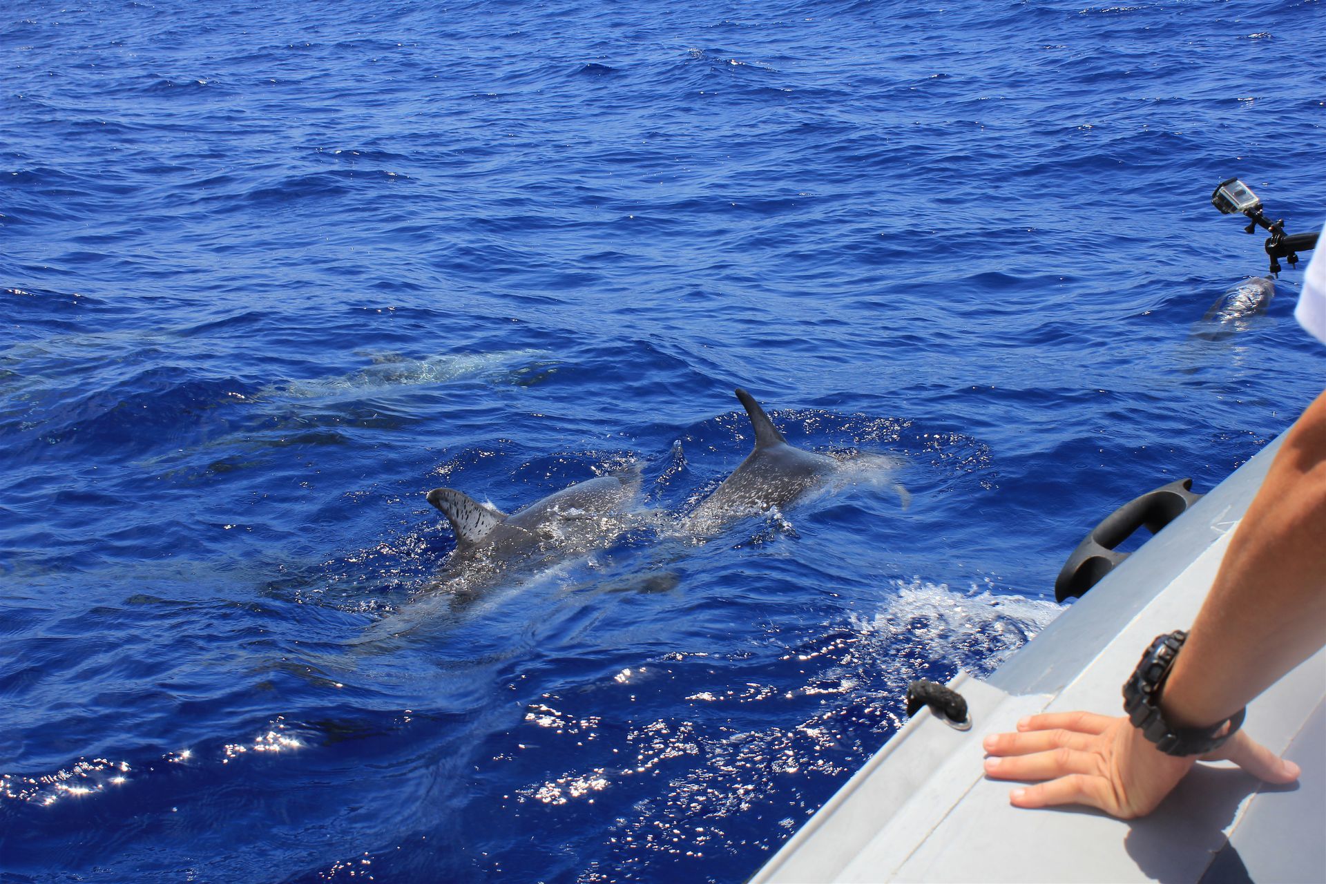 dolphins swimming in the ocean and a cruise ship sailing past