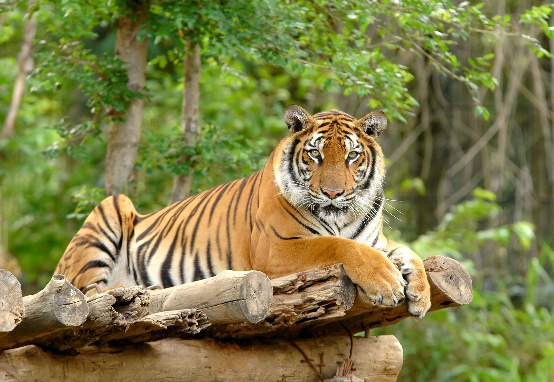 A tiger is laying on a log in the woods.