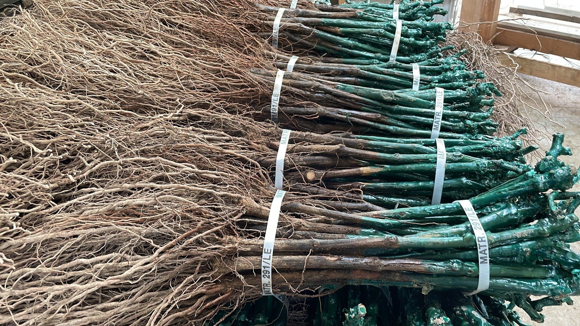 Combinazioni di innesti per agricoltura Otranto (LE)