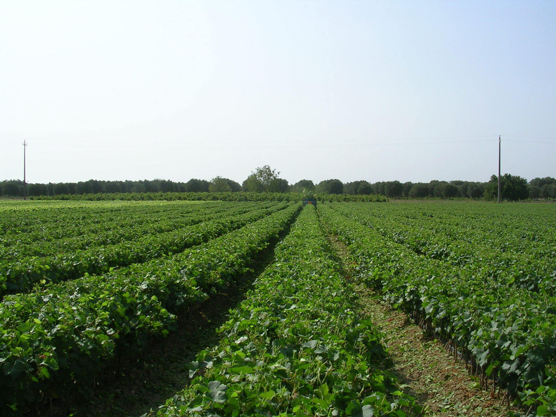 Agricoltura Bio a Otranto