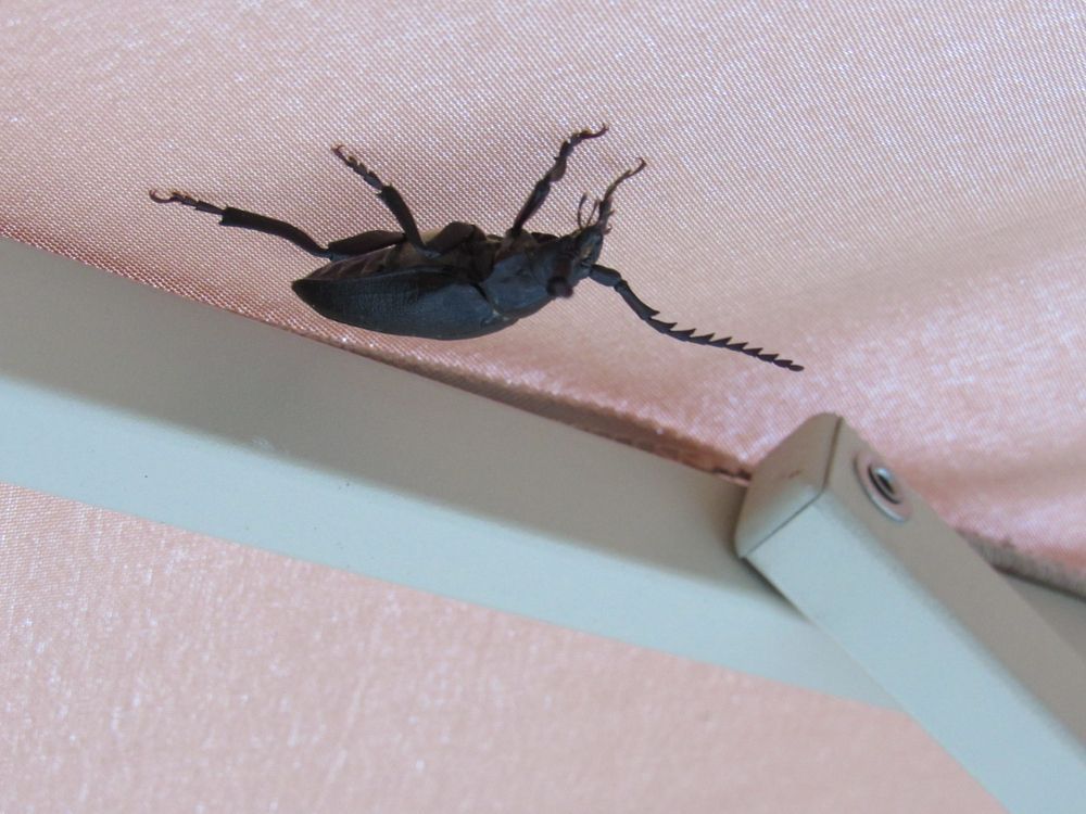 Black Beetle Upside Down on Pink Fabric Near a White Support — The Pest Control Guy in Ingham, QLD