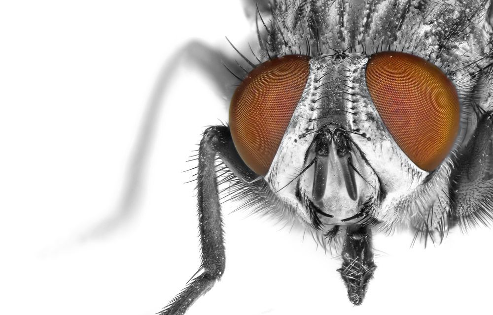 Close-up of a Fly's Head, Showing Large — The Pest Control Guy in Ingham, QLD
