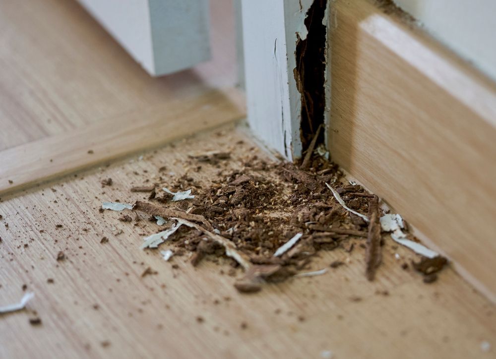 Damaged Door Frame With Wood Shavings on a Wooden Floor — The Pest Control Guy in Ingham, QLD