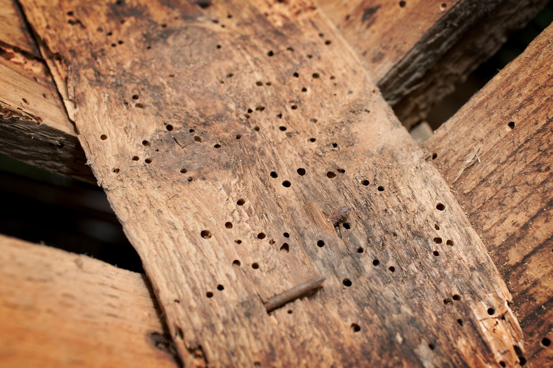 Wooden Boards With Numerous Small Holes — The Pest Control Guy in Ingham, QLD