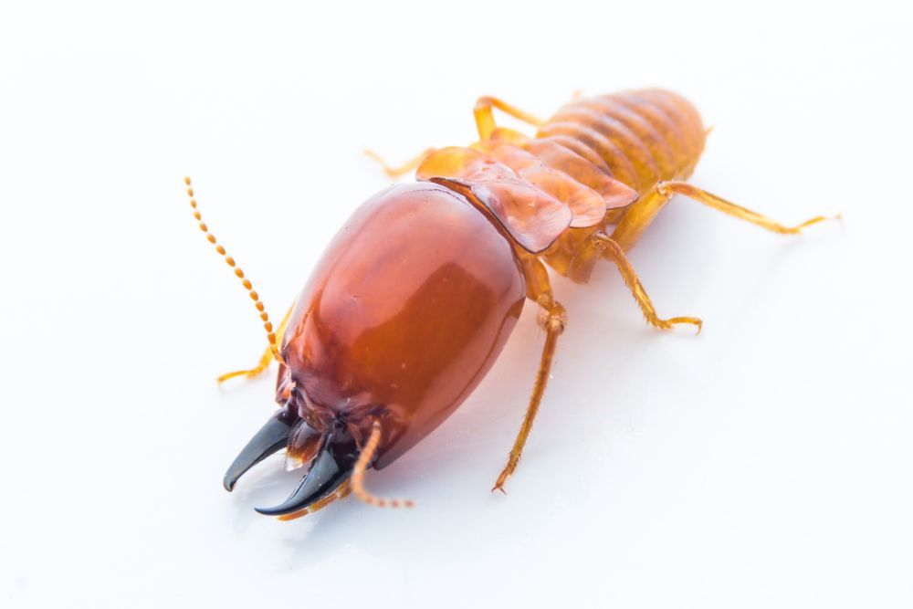 Termite With a Brown Body and a Large, Dark Jaw, on a White Background — The Pest Control Guy in Cardwell, QLD