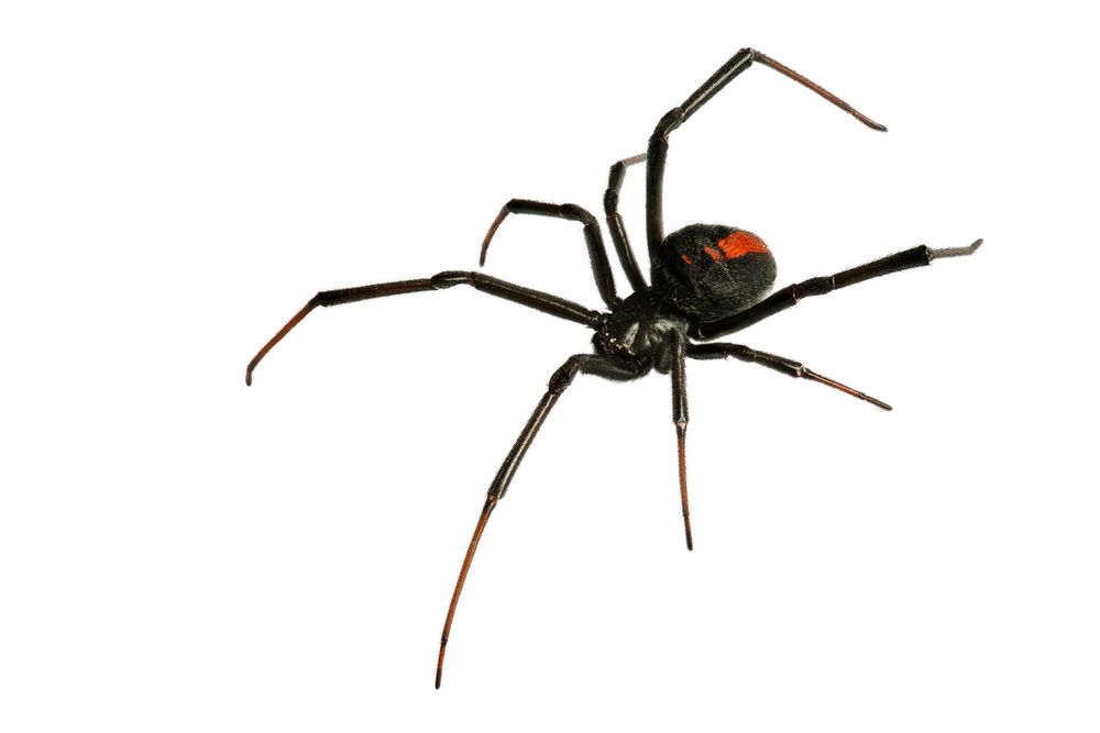 Black Widow Spider With Black Body, Red Hourglass Marking, and Long Legs — The Pest Control Guy in Cardwell, QLD