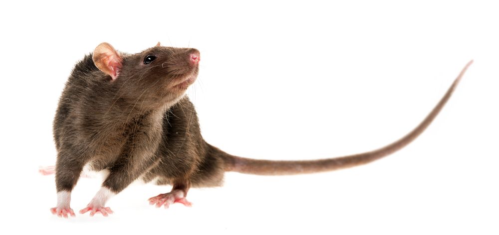A Brown Rat With White Paws Looks Up on a White Background — The Pest Control Guy in Cardwell, QLD