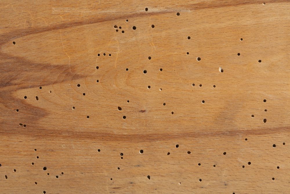 Wooden Surface With Numerous Small Holes, Likely From Wood-boring Insects — The Pest Control Guy in Ingham, QLD