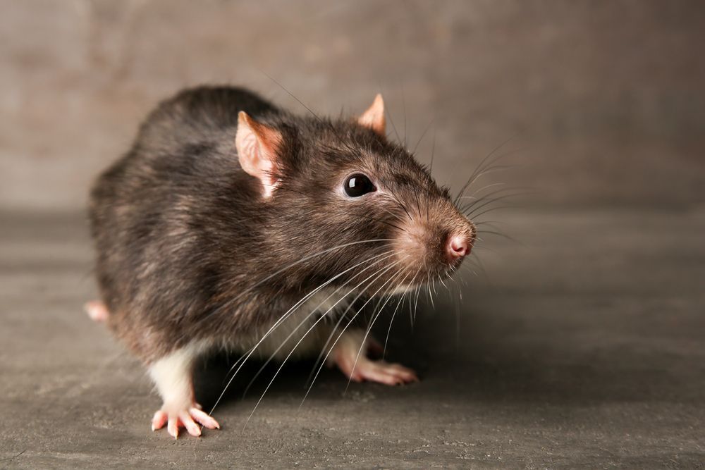 Dark-furred Rat With Pink Nose and Small Ears on a Gray Surface — The Pest Control Guy in Rollingstone, QLD