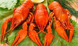 three whole lobsters