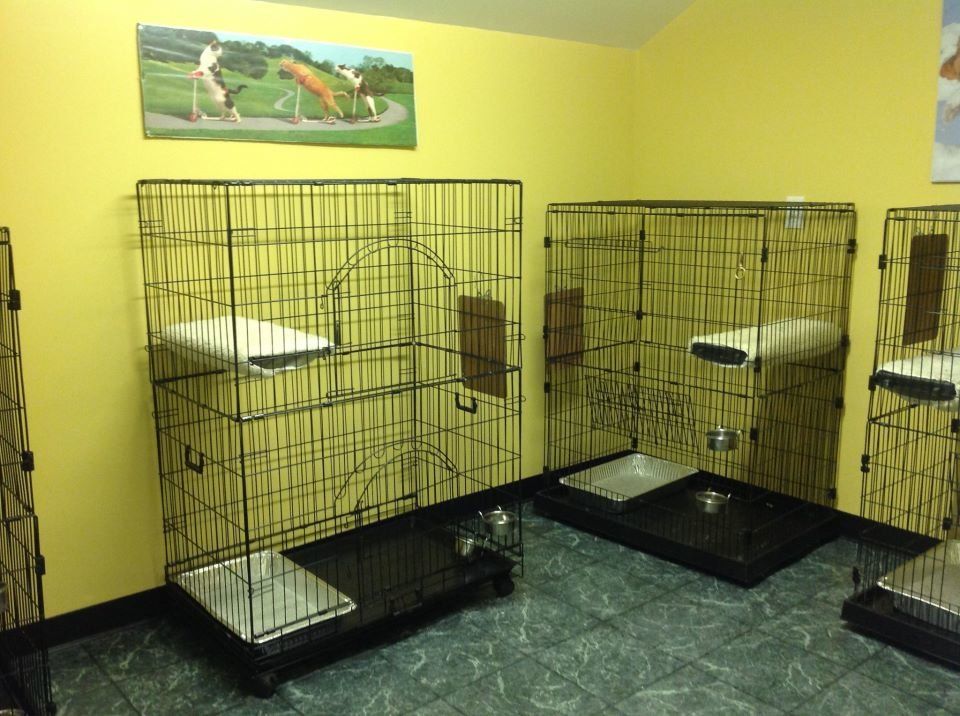 Top of the Hill Kennels | Facilities | Boarding | Grooming | Doggie Daycare