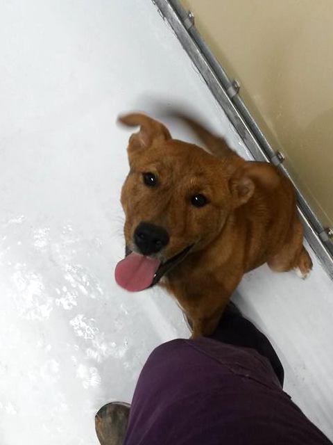 dog boarding kennels in Vermont