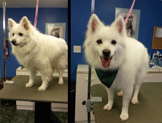 American eskimo dog store grooming