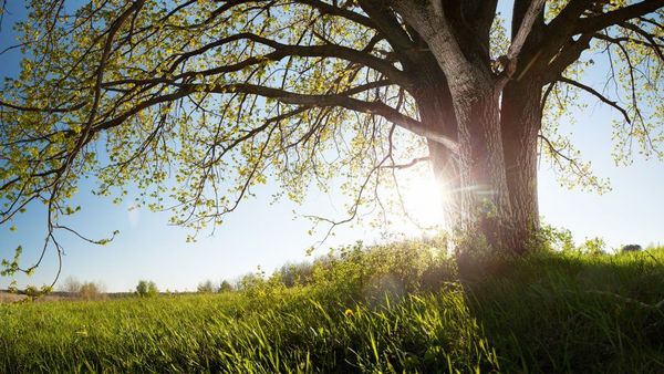 The sun is shining through the branches of a tree in a field.