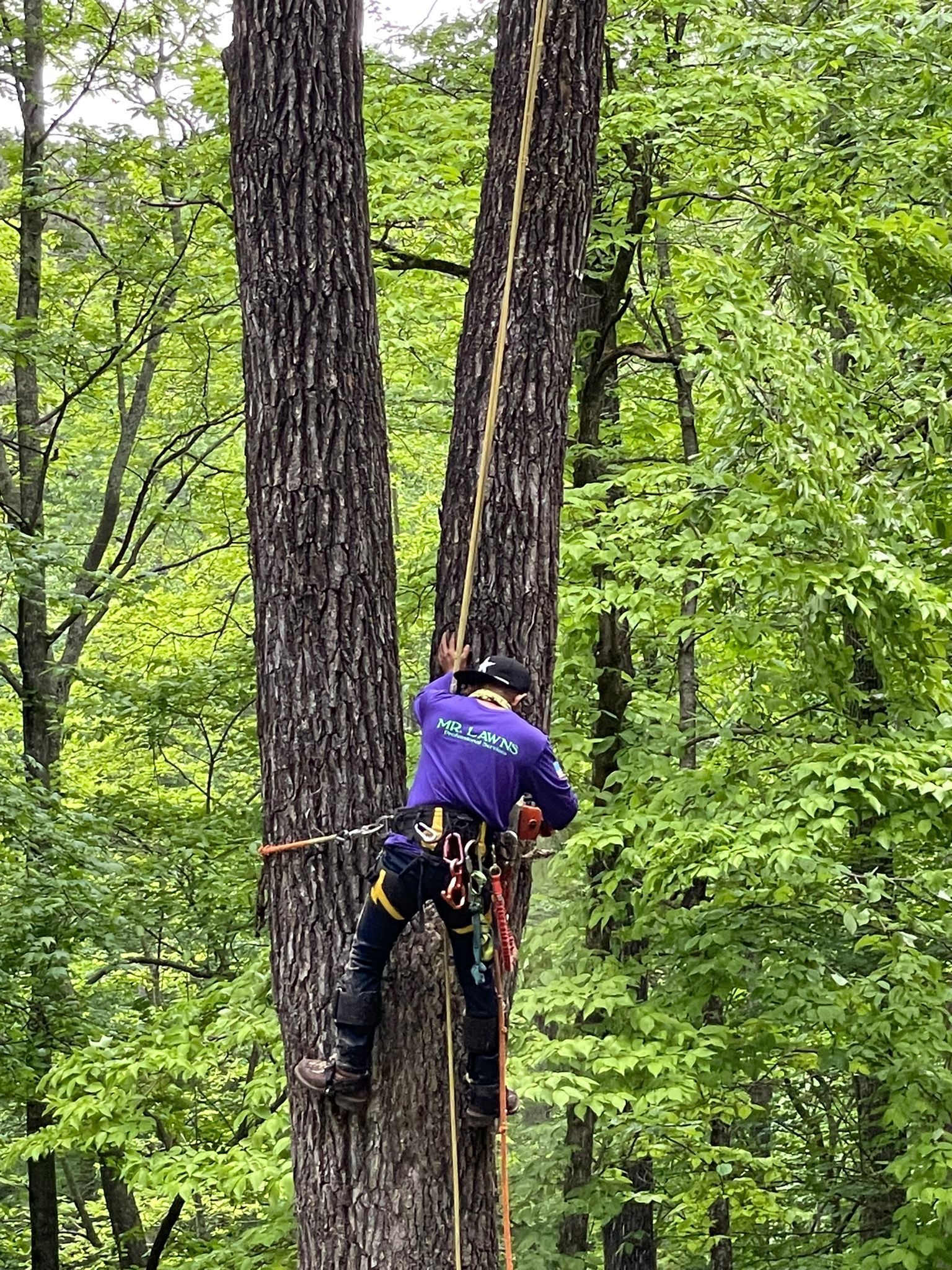 A man is climbing a tree with a rope in the woods.