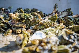 A pile of oysters sitting on top of each other on a table.