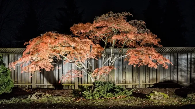 A festive Christmas lighting display by our Coquitlam landscape lighting team. Our seasonal landscape lighting Coquitlam service covers installation and takedown in Austin Heights and Maillardville. Keywords: Christmas lights, holiday lighting, seasonal decor.