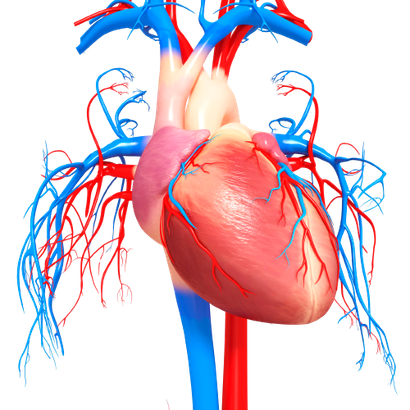 circolazione sanguigna