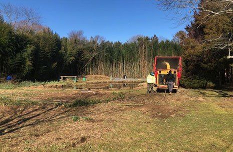 Removal of Bamboos — Long Island, NY — Bamboo Removal and Landscaping Design in Long Island by Jose Benitez